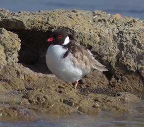 Hooded Plover