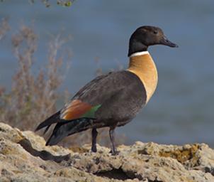 Australian Shelduck