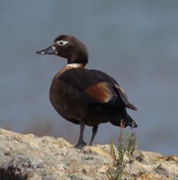 Australian Shelduck