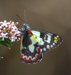 Butterfly Xxx