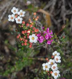 Flower Multiple