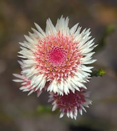 Flower Xxx White Pink