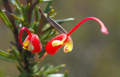 Flower Three Lobed Grevillea