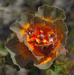 Flower Royal Hakea