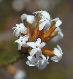 Flower Xxx White