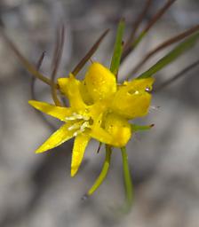 Flower Xxx Yellow