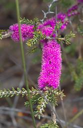 Flower Corky Honeymyrtle