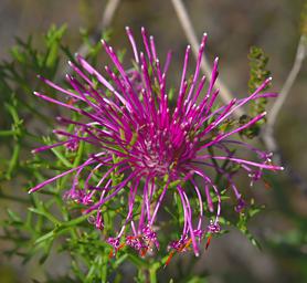 Flower Xxx Pink