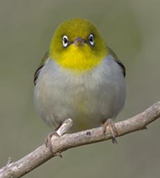 Silvereye