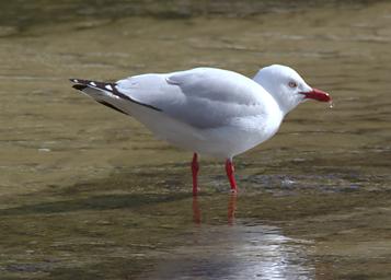 Silver Gull