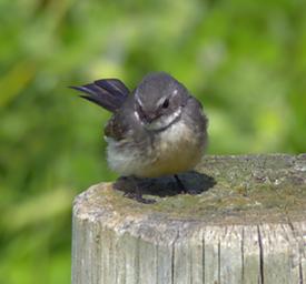 Grey Wagtail