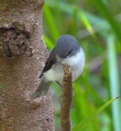 White Breasted Robin