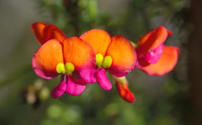 Flower Xxx Coral Vine
