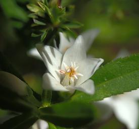 Flower Xxx White