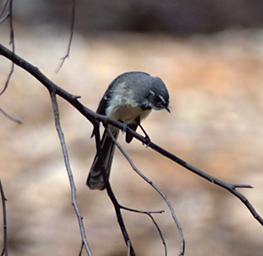 Grey Fantail
