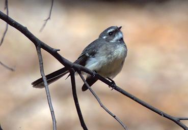 Grey Fantail