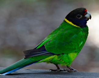 Australian Ringneck