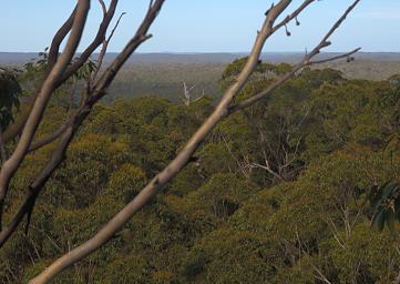 Gloucester Tree View