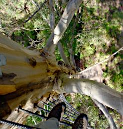 Gloucester Tree Looking Down