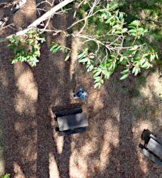 Gloucester Tree Looking Down On Dona