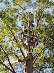Gloucester Tree Top