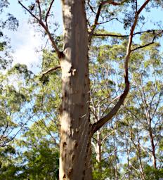 Gloucester Tree Middle Steps