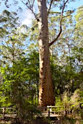 Gloucester Tree Bottom