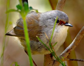 Xxx Splendid Fairy Wren F