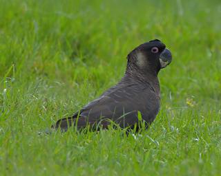Baudins Black Cockatoo