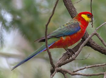 Western Rosella