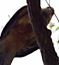 Bird Xxx Hawk