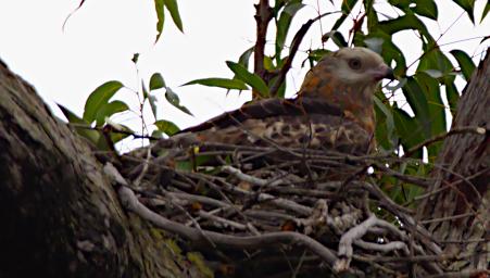 Bird Xxx Hawk
