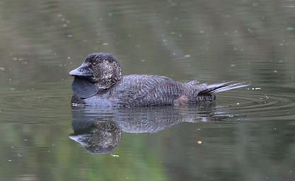Musk Duck