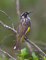 New Holland Honeyeater