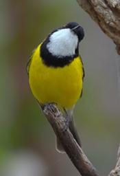 Golden Whistler