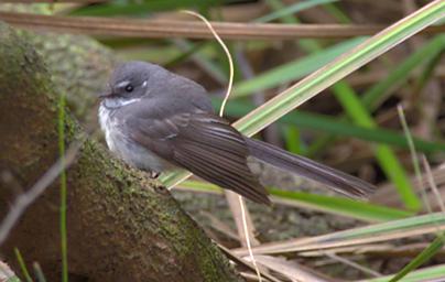 Grey Fantail