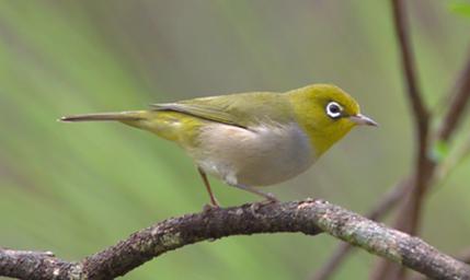 Silvereye