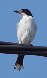 Grey Butcherbird
