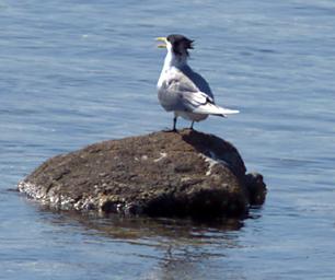 Crested Tern