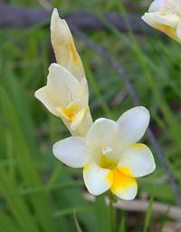 Flower Xxx White