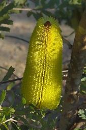 Flower Showy Banksia