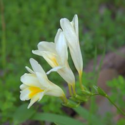 Flower Xxx White