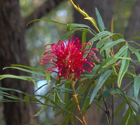 Flower Xxx Red