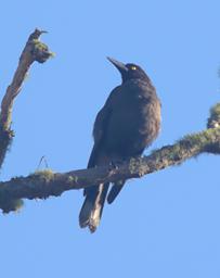 Bird Xxx Raven