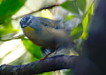 Spotted Pardalote