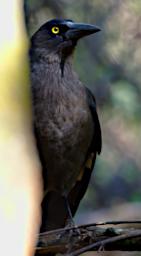 Bird Xxx Grey Currawong