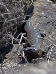 Bob Tailed Skink