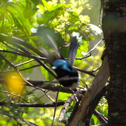 Variegated Fairy Wren