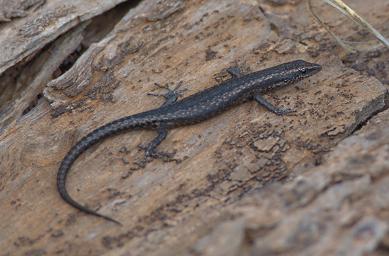 Skink