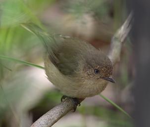 Bird Xxx Redthroat